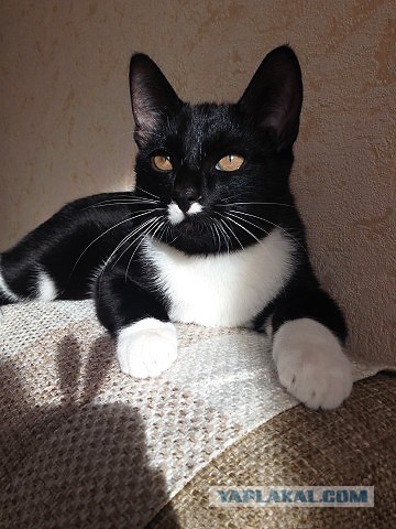 Котовторник 17.11.2015
