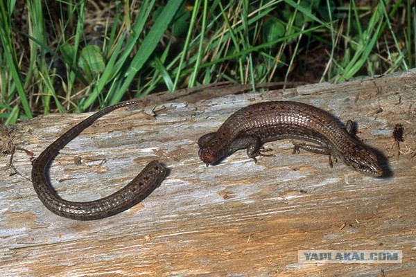 Поезд VS Грузовик