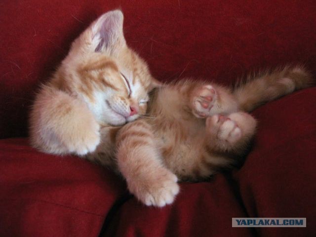 Котовторник 15.12.2015