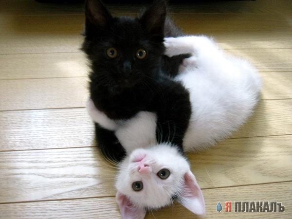 Коты, кошки, котята