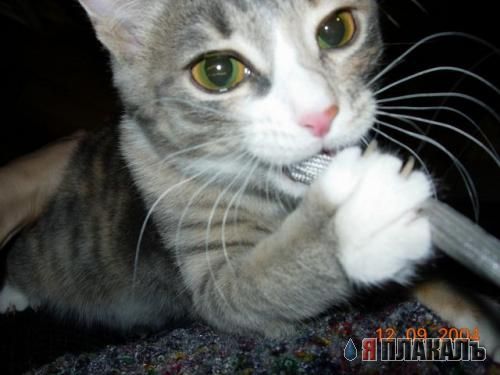 Коты, кошки, котята