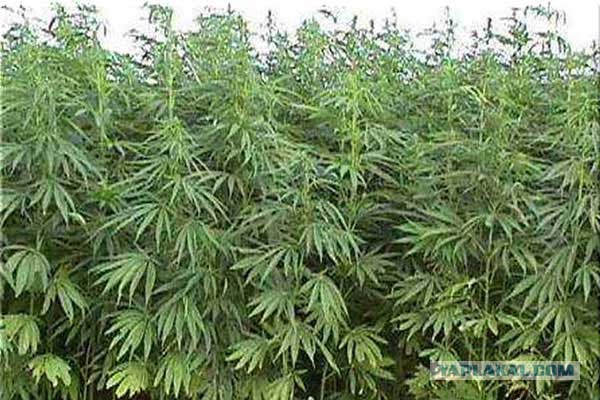 Задачка от психиатра