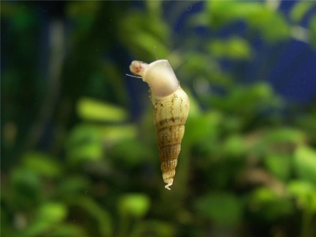 Аквариумные страдания