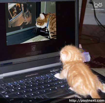 Коты, кошки, котята