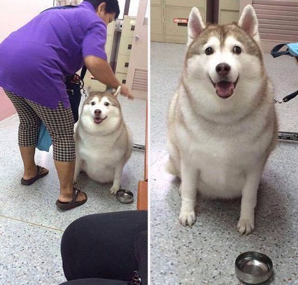 Мохнатые беспредельщики