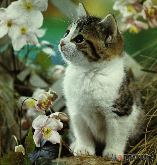 А вот и котовторник!