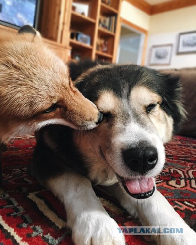 Удивительная дружба собаки и лисы