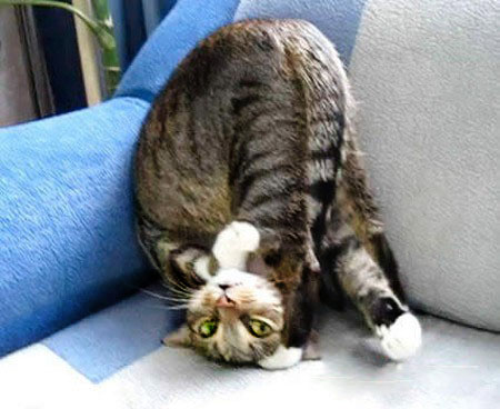 Селфи-кот запилил новые фотки