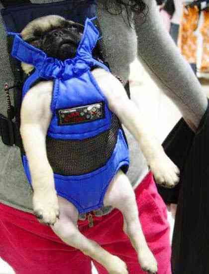 Мопсы - забавная порода собак!