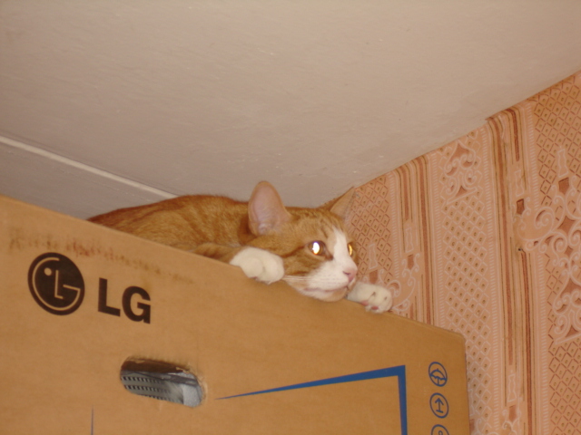 Котомет во вторник (11.12.2007)