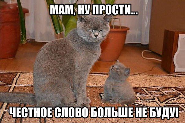 Прикольные животные