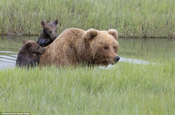Заботливая мама-медведица