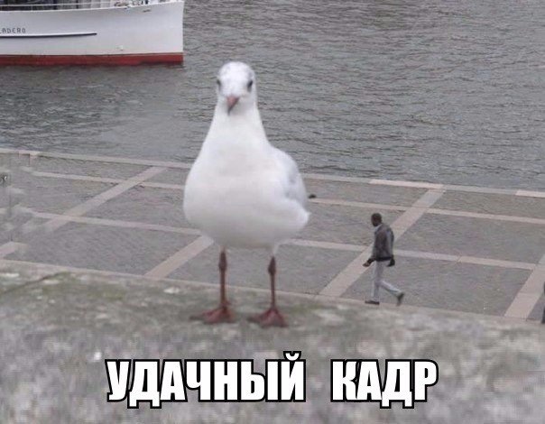 Прикольные животные