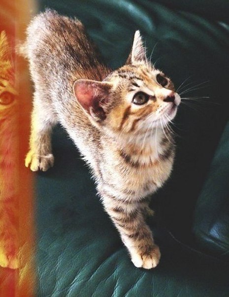 Коты из сети