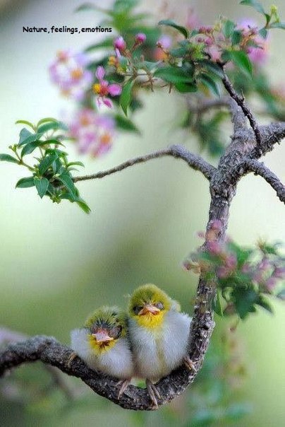 Самые смешные животные