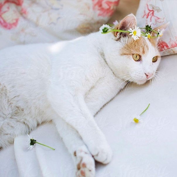 Коты и Кошки