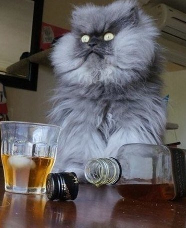 Тот самый, "Ёшкин кот"