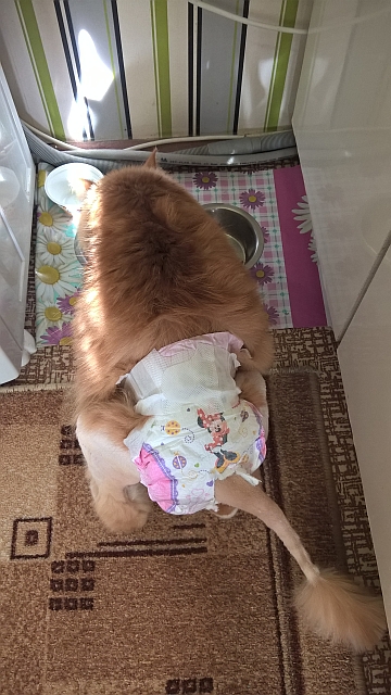 Котовторник 16.05.2017