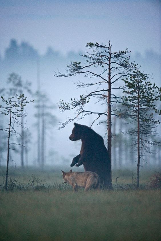 Живность из сети