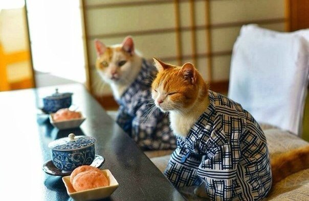 Неадекватные коты