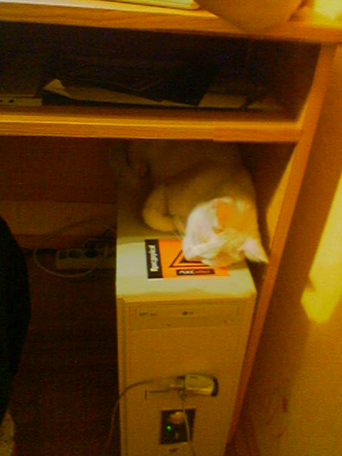 Котомет на вторник 03.02.08