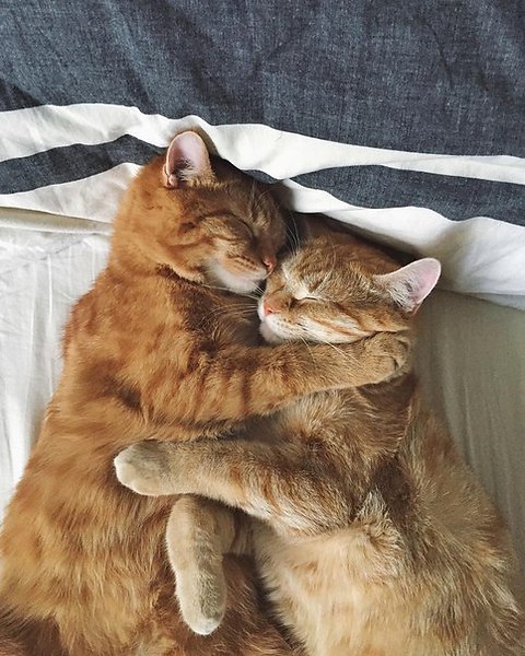 Прикольных котов пост
