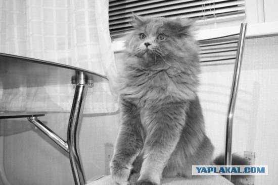 Lolcats - котовторник 33 лолокота!