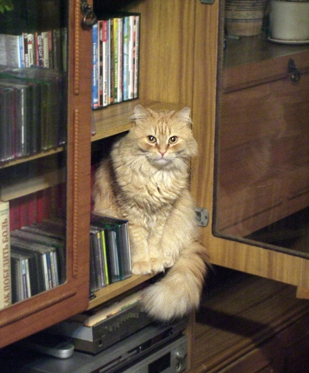 Котовторник 03 07 2012