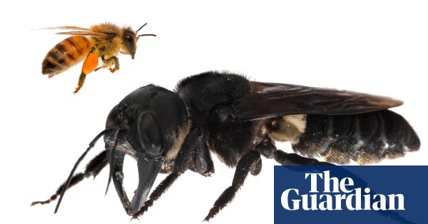 В Индонезии нашли самую большую пчелу в мире, которую считали вымершей
