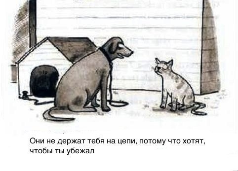 Собаки бывают