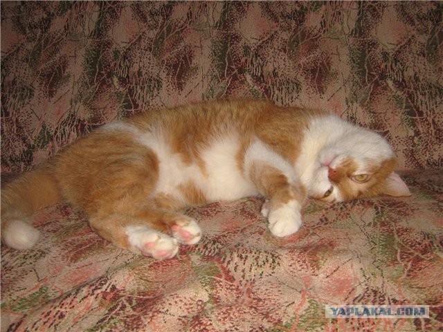 Котовторник 09.04.2013