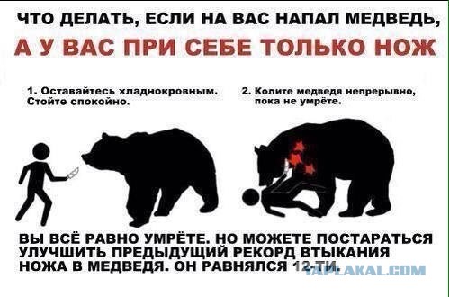 Медведица вступила в схватку за жизнь своих медвежат