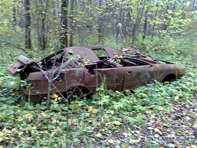 Пошли за грибами в лес, а нашли...