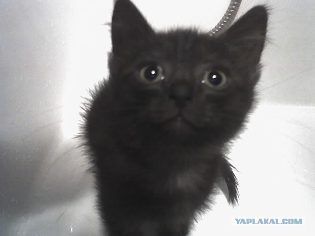 Котовторник 18.03.2014