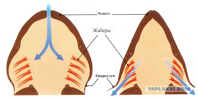 Перепись фотожаберов