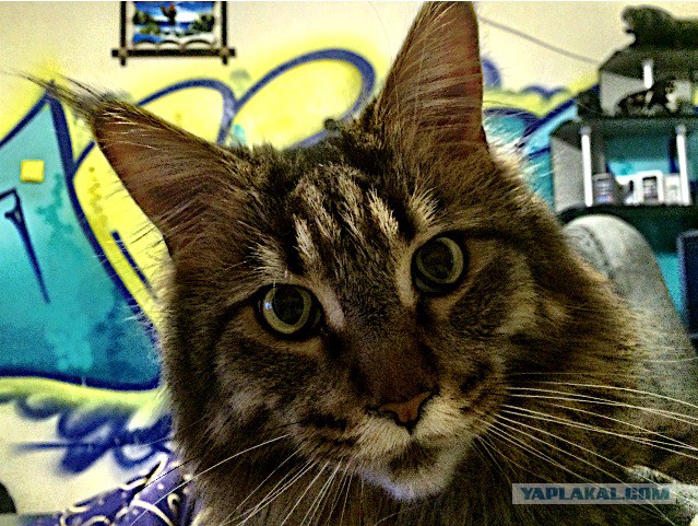 Самые популярные клички кошек и котов