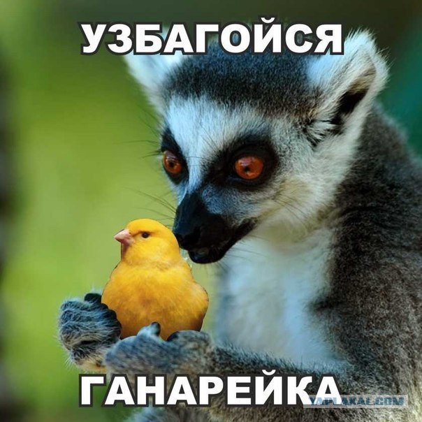 Кот, который всякого повидал в жизни