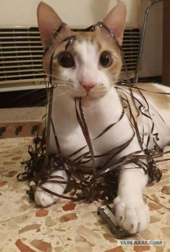 14 кошачьих неприятностей