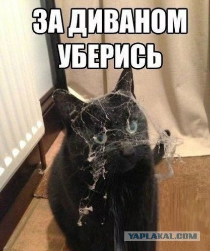 Веселые картинки