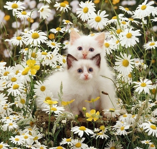 Коты из сети