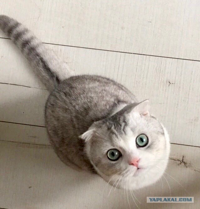 Давай заведем кота