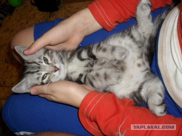 Последний Котовторник... октября :)