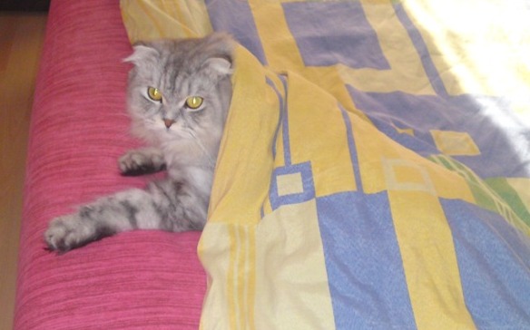Начинаем котовторник!