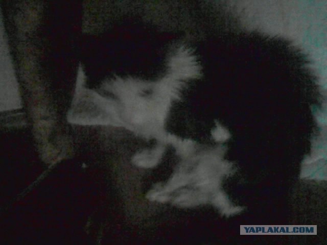 Интимный котовторник (23.08.11)