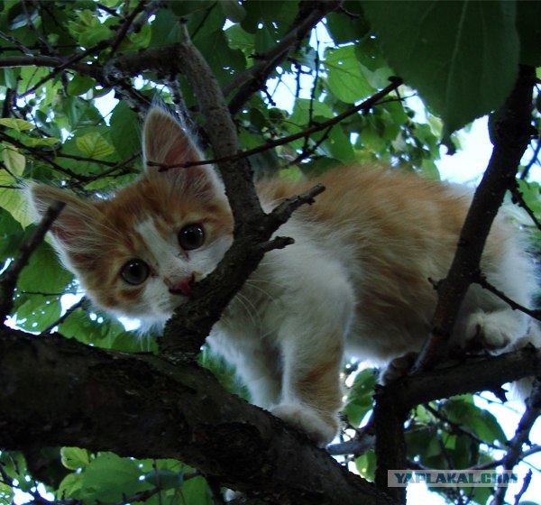 Котовторник! 13.03.2012