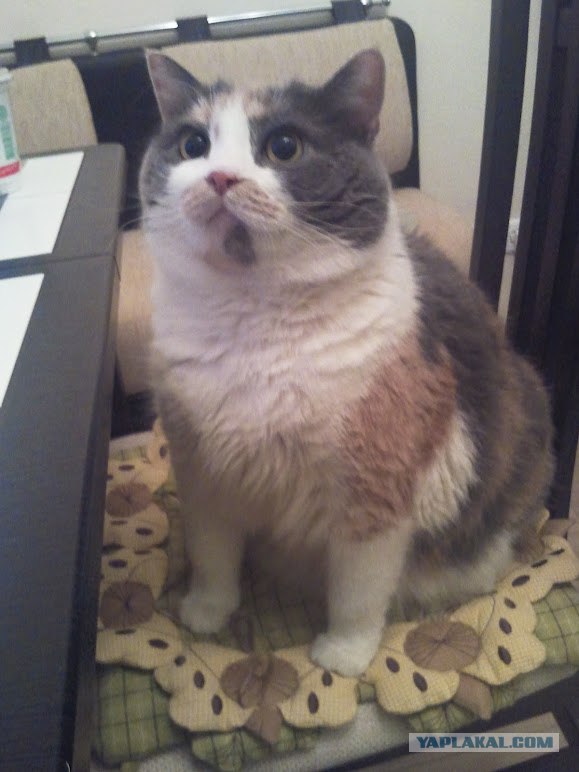 Котовторник 27.03.2012