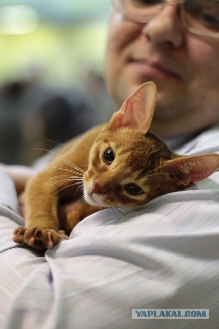 Котовторник 24.04.2012