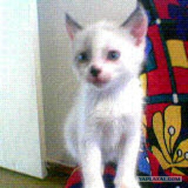 Котовторник (15.05.2012)