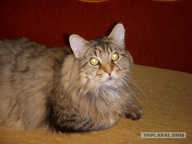 Котовторник  19.06.2012