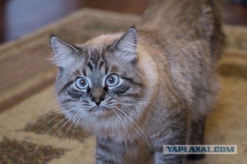 Котовторник  17.07.2012